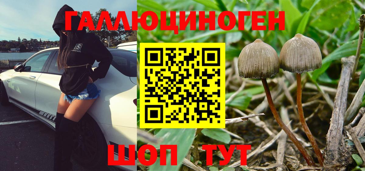 Псилоцибиновые грибы Psilocybine cubensis Баксан